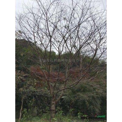 春天的玉蘭風采\春天的玉蘭風采圖片展示