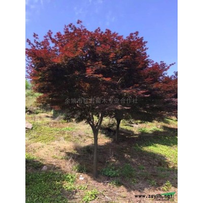 浙江玉蘭/玉蘭基地/玉蘭價格低/玉蘭批發