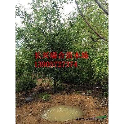 3米自然冠桂花 浙江桂花樹 長(zhǎng)興桂花 湖州桂花價(jià)格