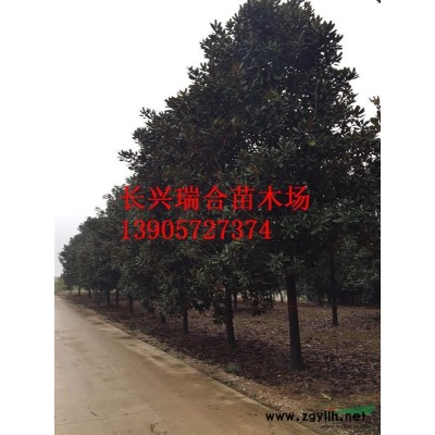 18公分烏桕 浙江省湖州烏桕 長(zhǎng)興縣泗安鎮(zhèn)烏桕價(jià)格