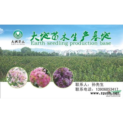 浙江紅玉蘭 紅玉蘭價格 紅玉蘭圖片
