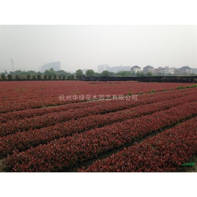 浙江紅葉石楠柱