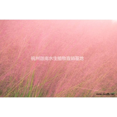 水生植物睡蓮供應銷售