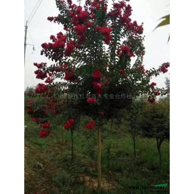 紅楓*新價格/紅楓報價