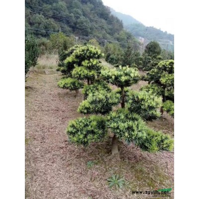 浙江茶花/茶花價格/茶花直銷/茶花基地