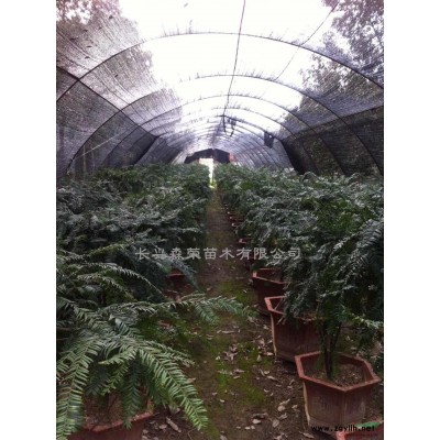無患子，長興無患子價格