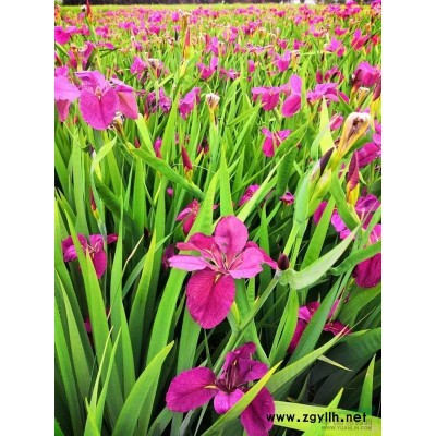 晨光芒，細葉芒，細葉針芒，班葉芒，花葉芒，五節(jié)芒