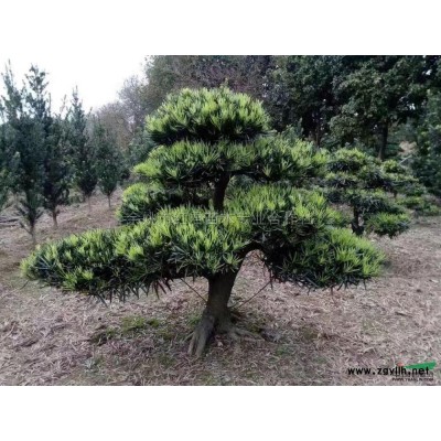 供應桂花/四季桂/月月桂/桂花基地