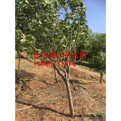 精品地徑15-30公分嫁接紅梅