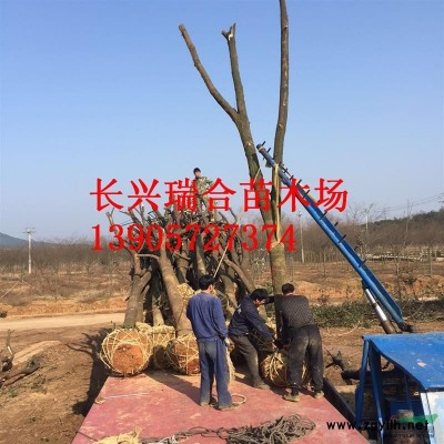 精品烏桕 浙江長(zhǎng)興烏桕裝車