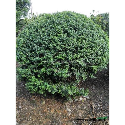 浙江茶梅小毛球*新報價/茶梅小毛球圖片