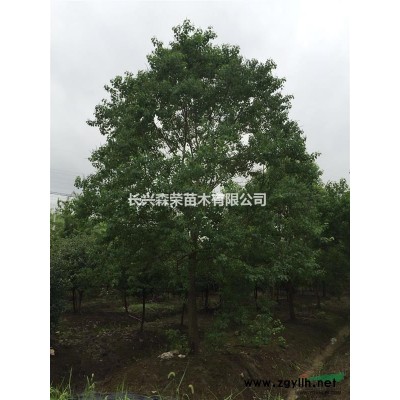 廣玉蘭