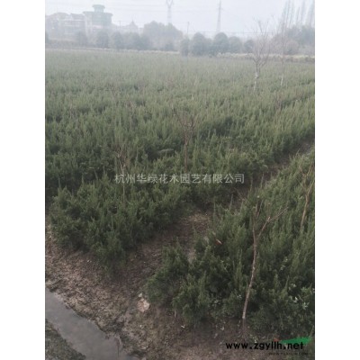 金森小毛球圖片\金森小毛球報價
