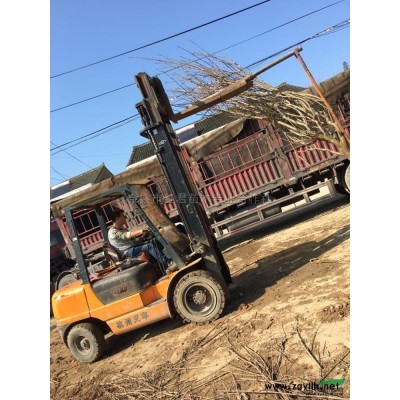 批發余姚楊梅/楊梅直銷/楊梅基地/楊梅價格