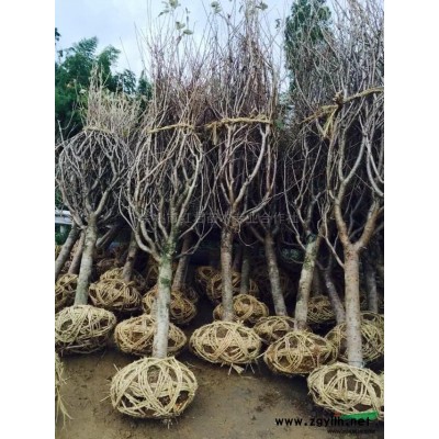 浙江櫻花/日本櫻花與櫻花牌熱水器有關系嗎？