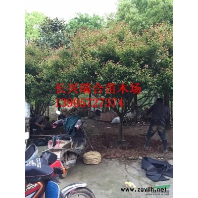 無(wú)患子裝車 浙江湖州無(wú)患子 長(zhǎng)興泗安鎮(zhèn)無(wú)患子價(jià)格