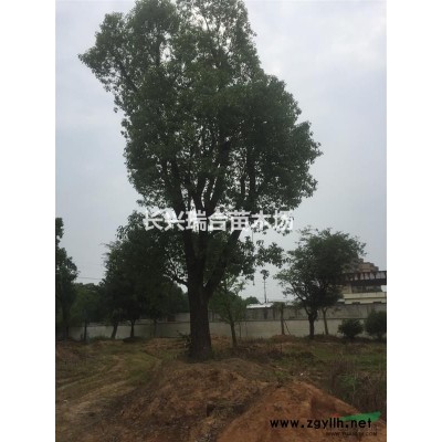 合歡 浙江合歡 合歡樹價(jià)格