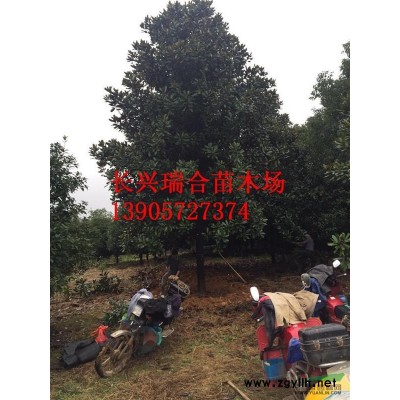 紅葉石楠 浙江紅葉石楠  紅葉石楠價(jià)格