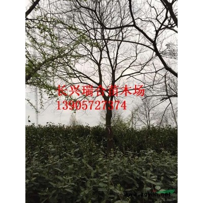 精品全冠香樟12-35公分/骨架15-35公分香樟樹