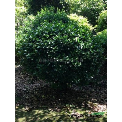 珊瑚行情報(bào)價(jià)\珊瑚圖片展示