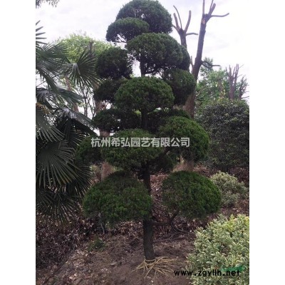 浙江紅葉石楠信息