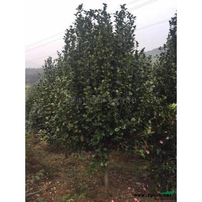 桂花*新價格/桂花報價