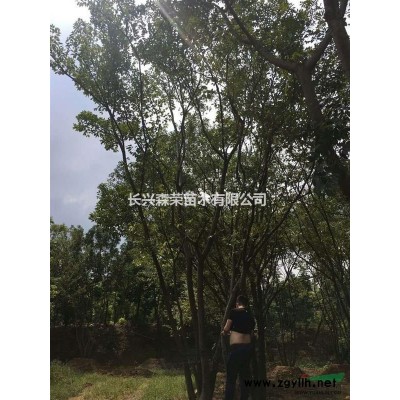 找價格低香樟，品質好的香樟樹就來長興