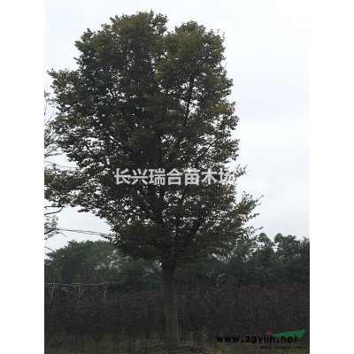 浙江精品嫁接紅梅15-30公分