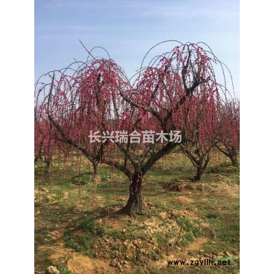 櫸樹工地應用 泗安櫸樹價格
