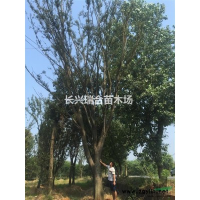 香樟樹 浙江香樟樹 香樟樹價(jià)格