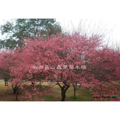 樸樹