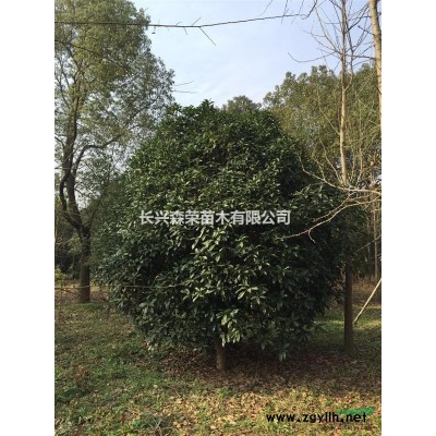 桂花
