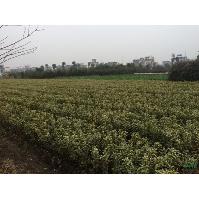 花石榴3圖片\花石榴3報價
