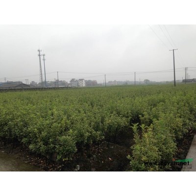 花石榴2供應/花石榴2圖片