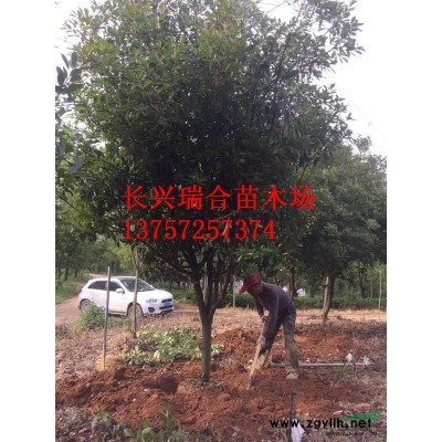 15公分浙江紅梅價(jià)格650元一株