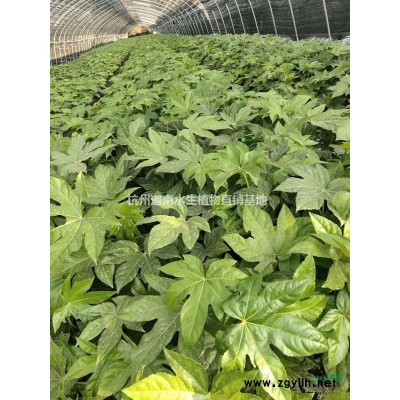 水生植物水生美人蕉，花葉美人蕉，紅花美人蕉，黃花美人蕉供應(yīng)