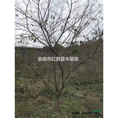 供應海棠樹/垂絲海棠/海棠價格