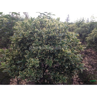 大量供應優質紅葉石楠柱