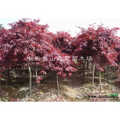 精品桂花樹長興供應，桂花價格