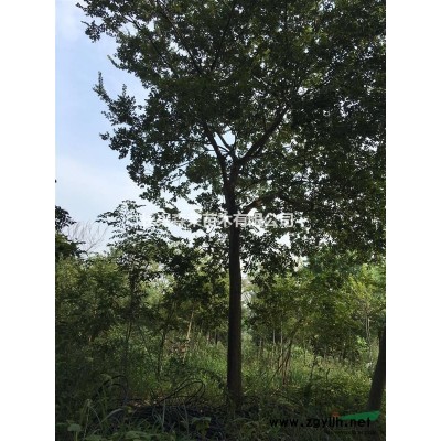 長興供應桂花樹，優質桂花樹大量供應