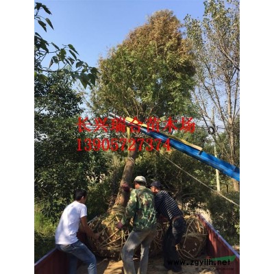 移栽精品桂花移栽精品桂花價(jià)格浙江移栽桂花 浙江移栽桂花價(jià)格
