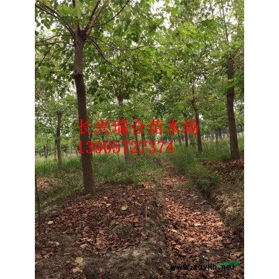 精品無(wú)患子 浙江省湖州市長(zhǎng)興縣泗安鎮(zhèn)無(wú)患子價(jià)格 浙江省無(wú)患子