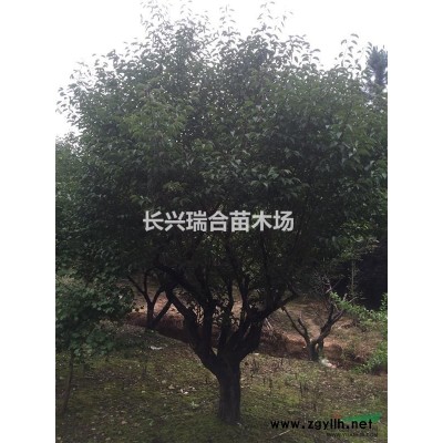15公分香樟  浙江湖州長(zhǎng)興香樟 浙江湖州長(zhǎng)興縣泗安香樟價(jià)格