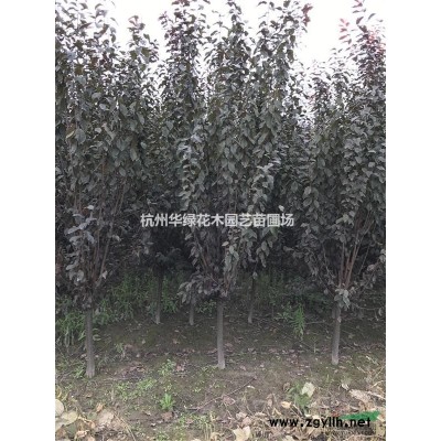 金邊黃楊柱供應/金邊黃楊柱圖片