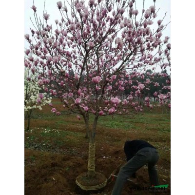 大面積日本櫻花低價拋售/櫻花批發/櫻花基地