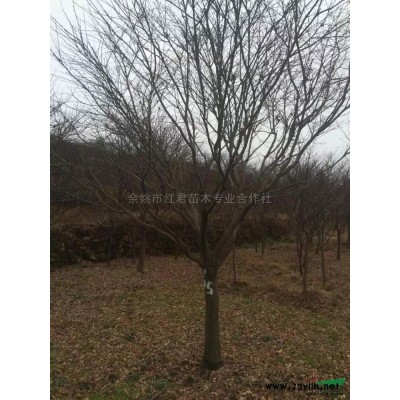 海棠基地供應海棠/海棠樹/西府海棠苗木