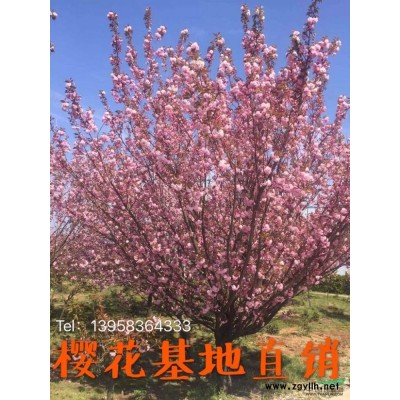 供應優質茶花/茶花苗/茶花基地/茶花樹