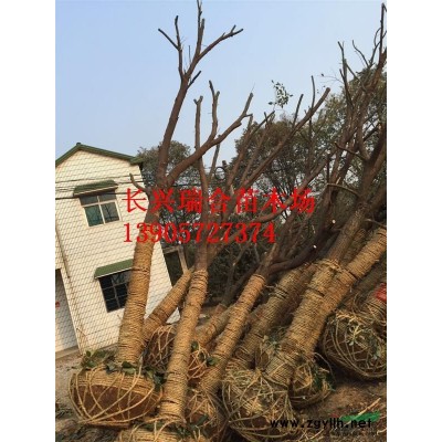 移栽烏桕 浙江移栽烏桕 浙江移栽烏桕價格 移栽烏桕價格