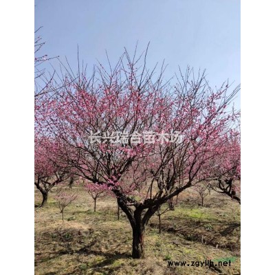 浙江移栽精品獨干樸樹 浙江移栽苗樸樹 浙江假植苗精品獨干樸樹