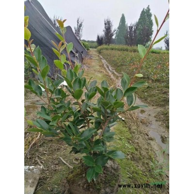 紅葉石楠球*新價格/紅葉石楠球報價